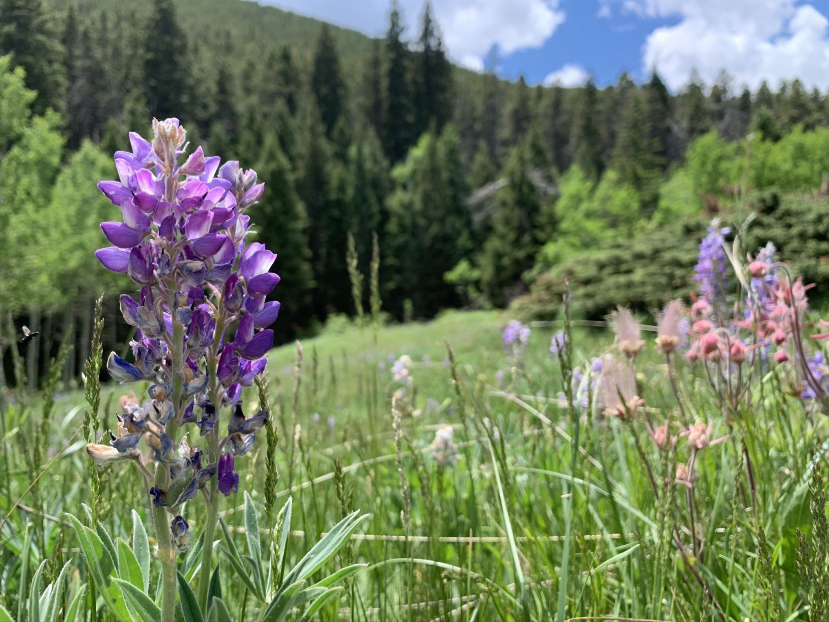 Lupine